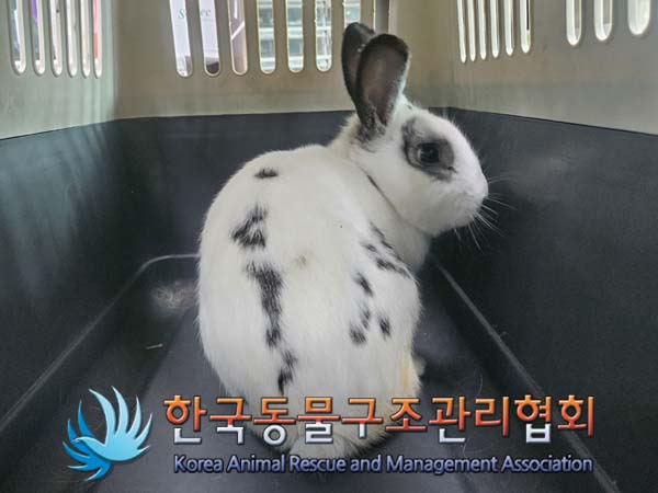 종료(안락사) 토끼…