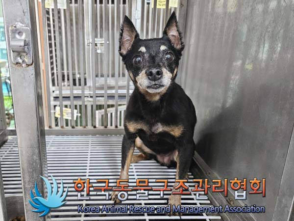 보호중 미니어쳐 핀…