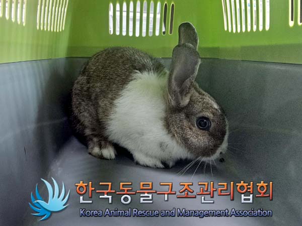 보호중 토끼의 가족…