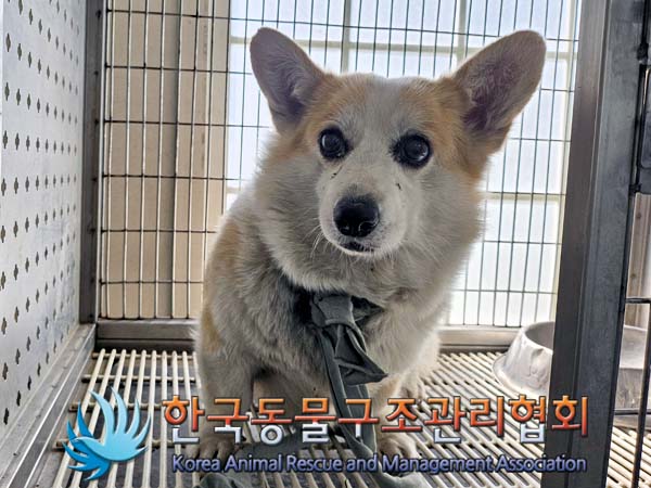 종료(입양) 웰시 …