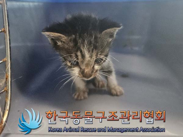 종료(자연사) 한국…