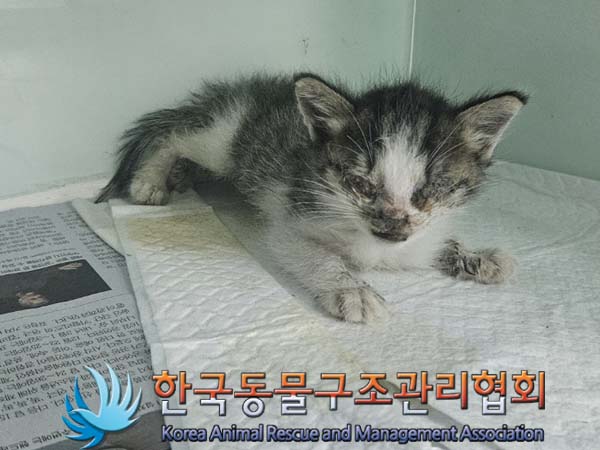 한국동물구조관리협회_441560202400646