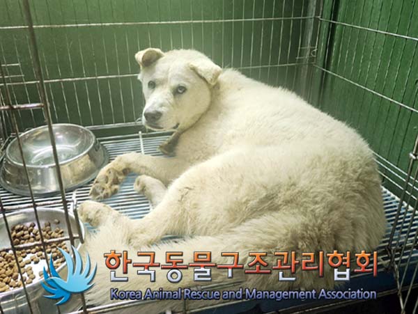 종료(안락사) 믹스…