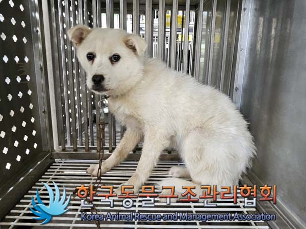 종료(안락사) 믹스…