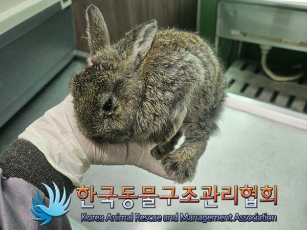종료(안락사) 토끼…