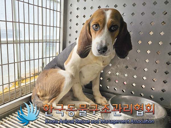 보호중 비글의 가족…