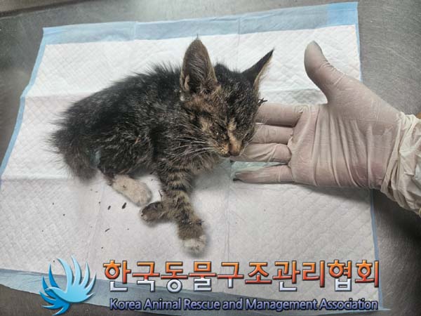 한국동물구조관리협회_411316202400311