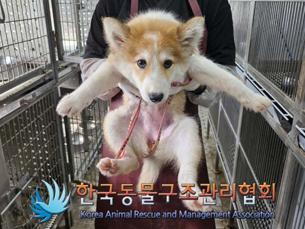 종료(입양) 믹스견…