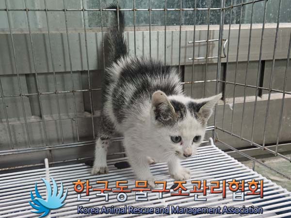 한국동물구조관리협회_441560202400647