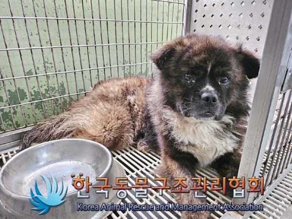 한국동물구조관리협회_441560202400645