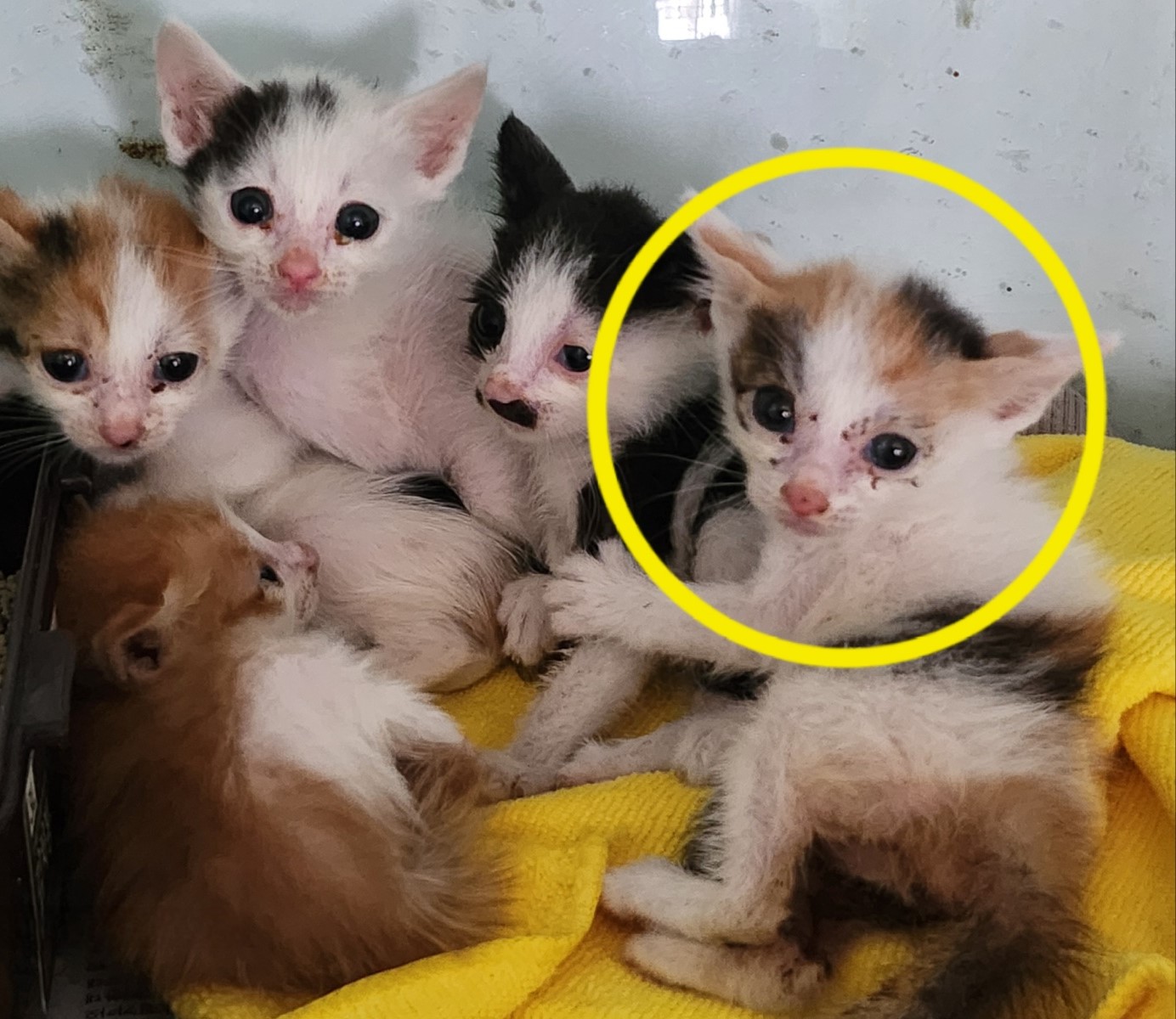 울산유기동물보호센터_431371202400238