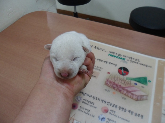 종료(자연사) 믹스…
