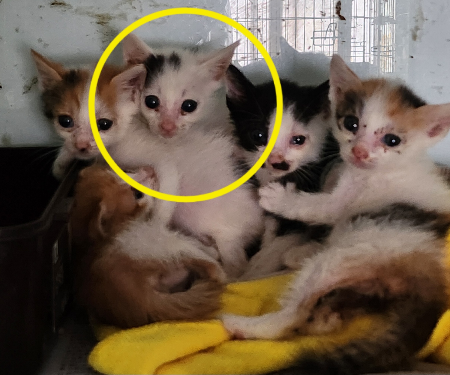 보호중 한국 고양이…