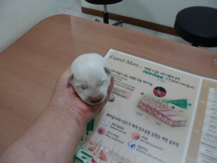 종료(자연사) 믹스…