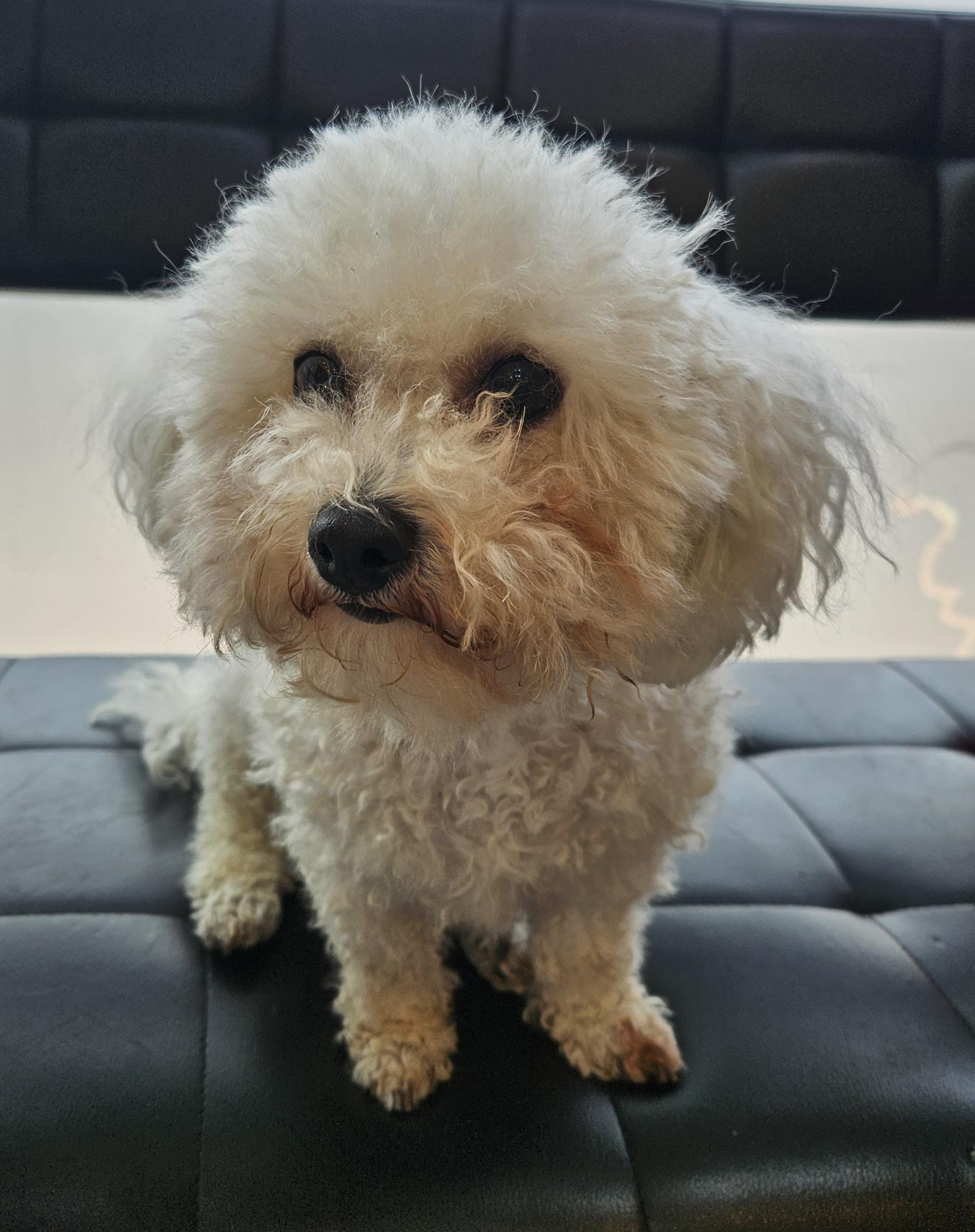종료(반환) 비숑 …