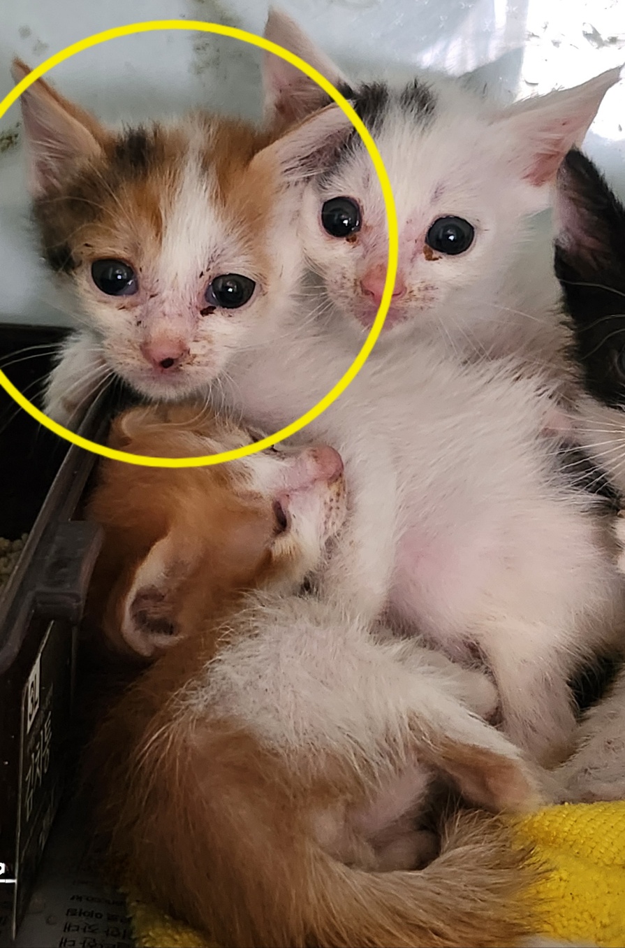 보호중 한국 고양이…