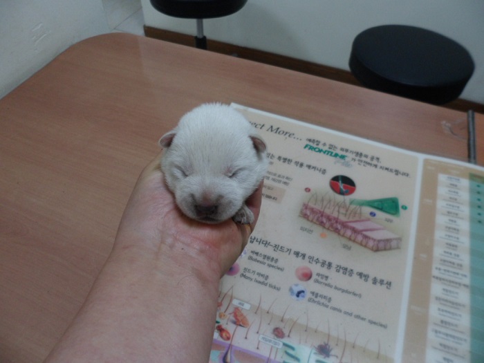 종료(자연사) 믹스…