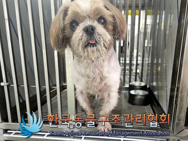 종료(반환) 시츄의…