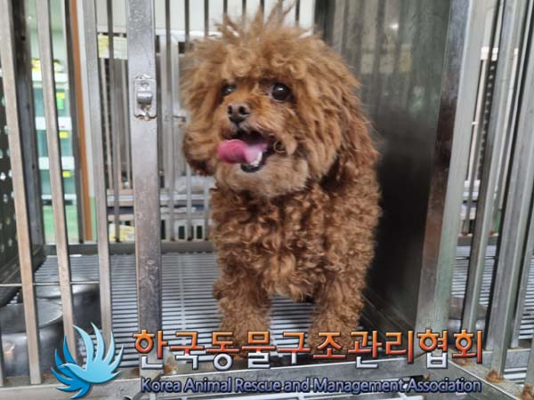 종료(반환) 푸들의…