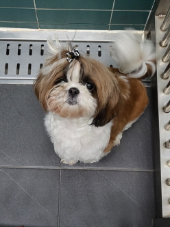 춘천시 동물보호센터_442418202400623