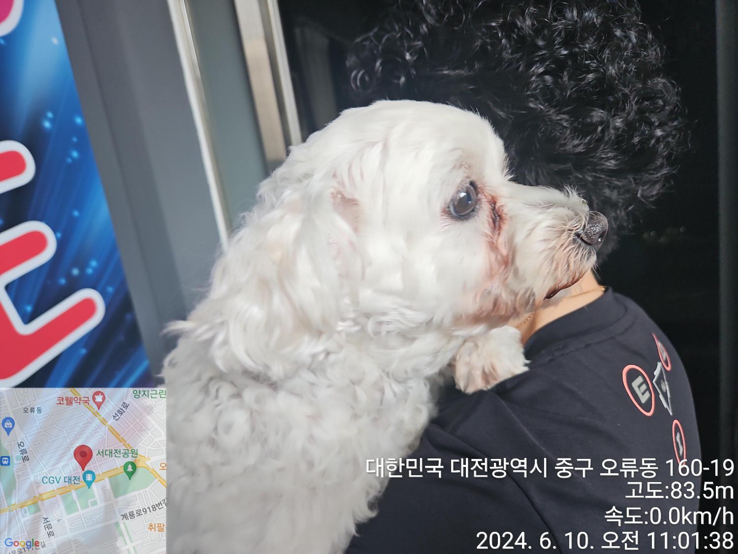 종료(반환) 말티즈…