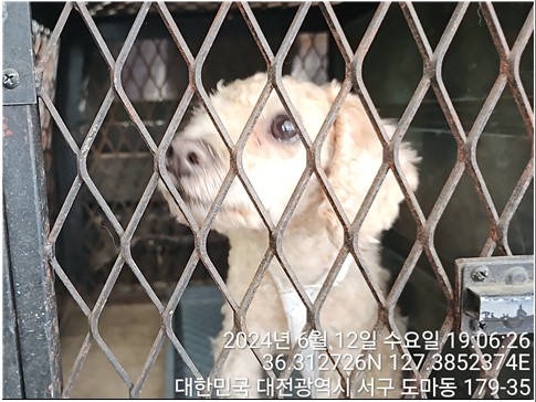 보호중 푸들의 가족…