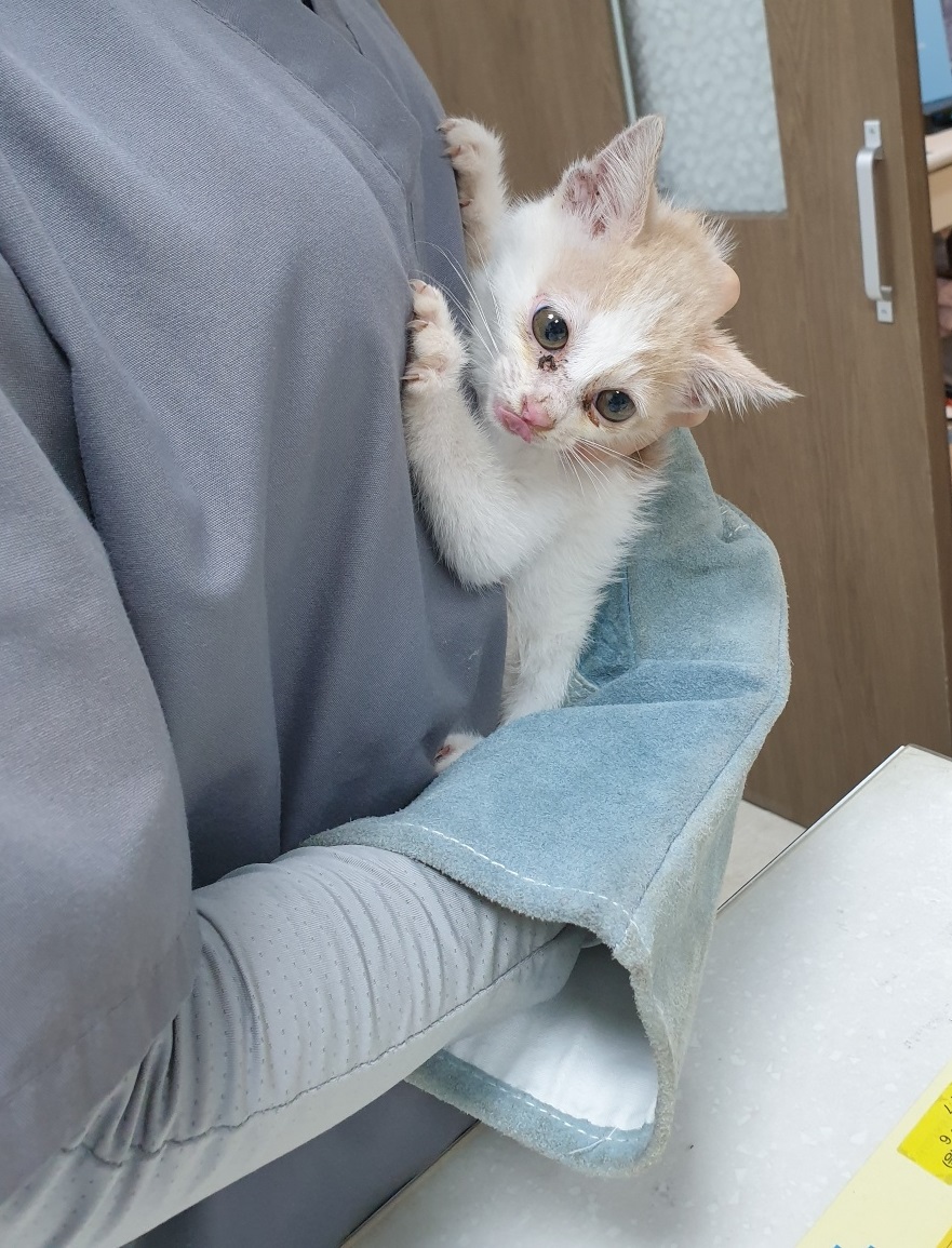 보호중 한국 고양이…