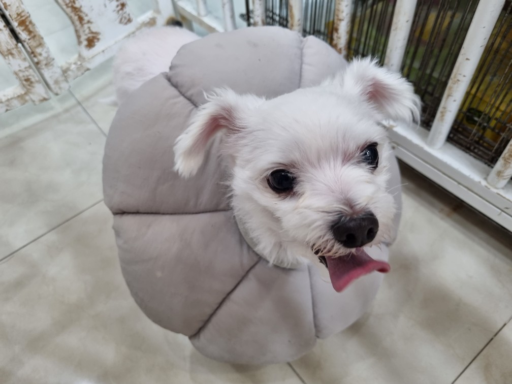 종료(반환) 말티즈…