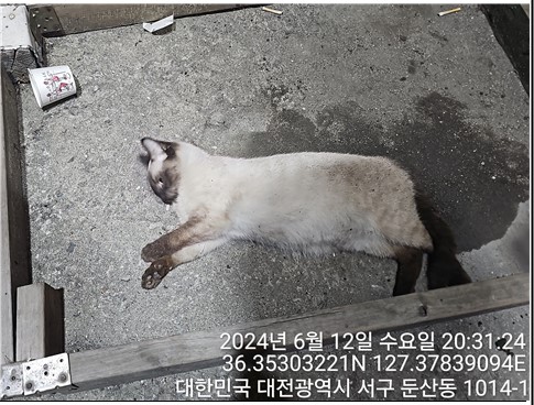 대전동물보호센터_430366202400285