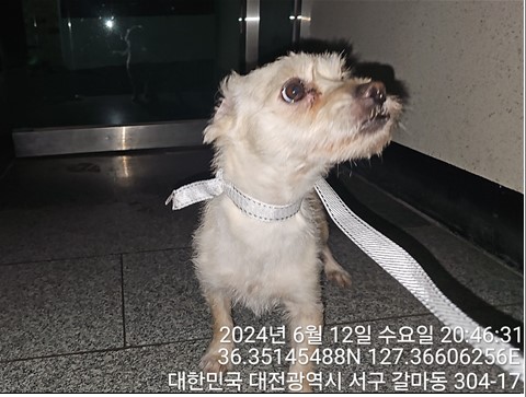 보호중 믹스견의 가…