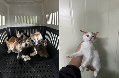 종료(자연사) 한국…