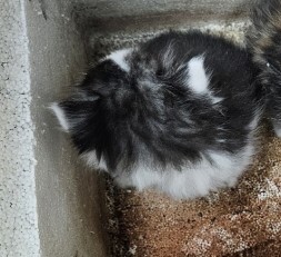 종료(자연사) 한국…