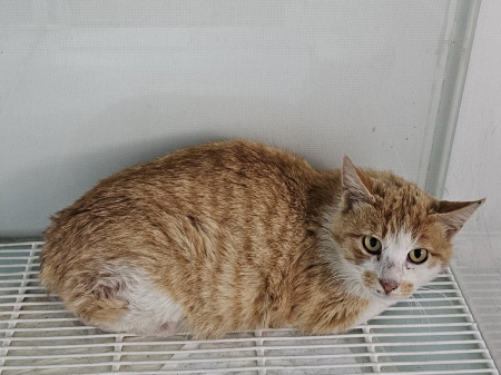 보호중 한국 고양이…