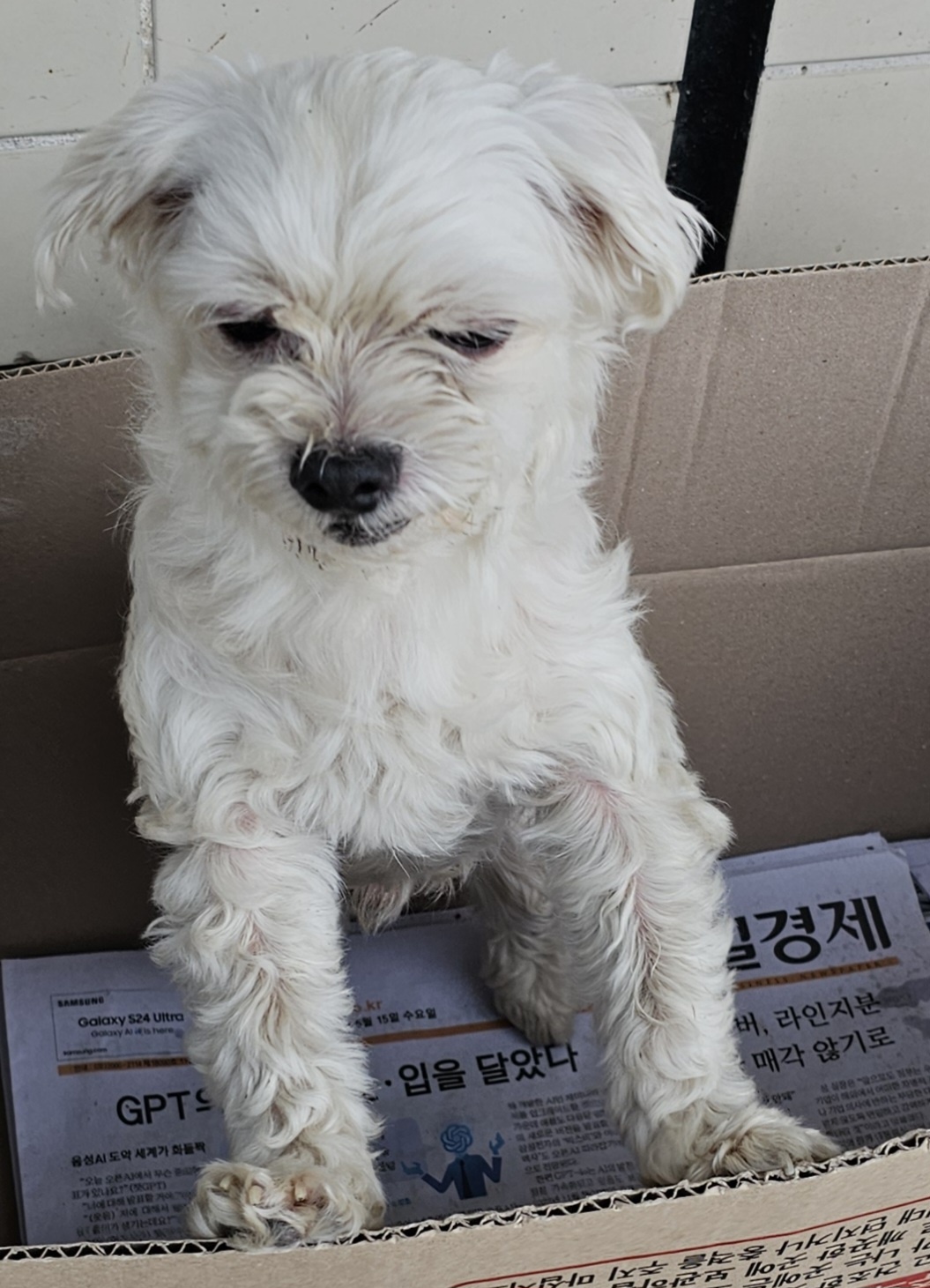 횡성유기동물보호센터_442426202400380