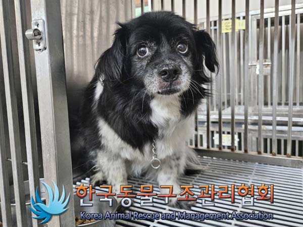 보호중 믹스견의 가…