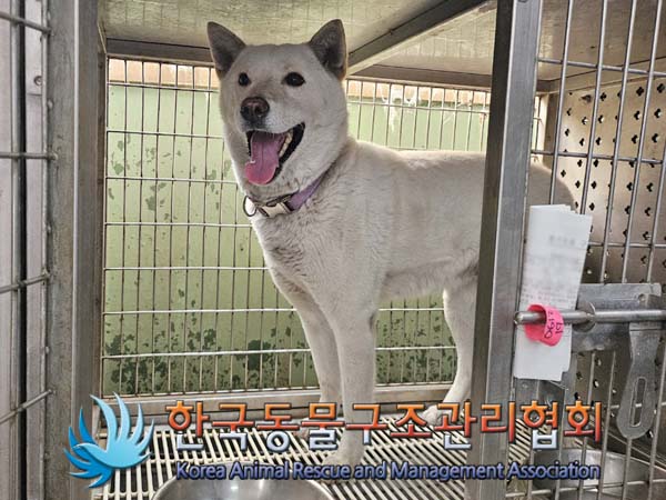 종료(반환) 믹스견…