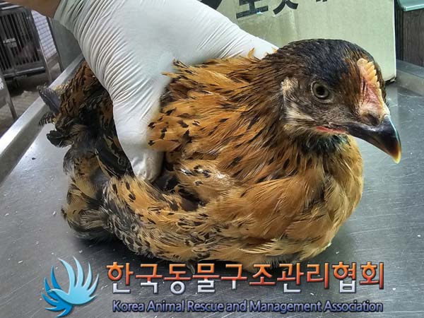 종료(안락사) 닭의…