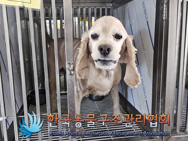 보호중 코카 스파니…