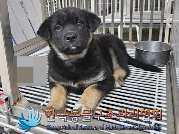 보호중 믹스견의 가…