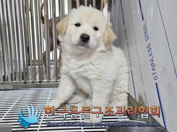 종료(입양) 믹스견…