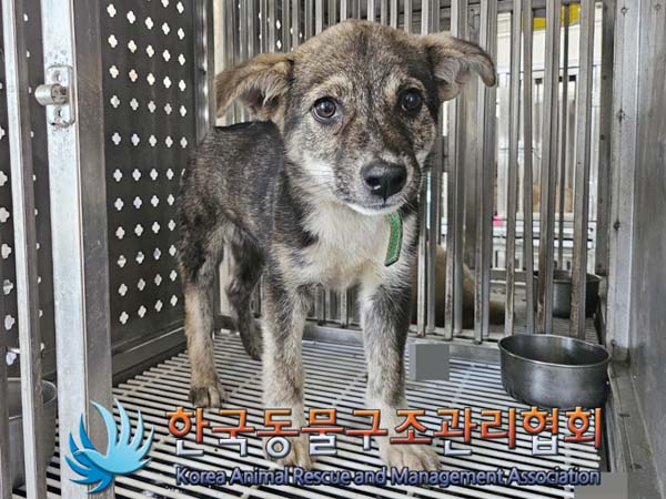 한국동물구조관리협회_441414202400383