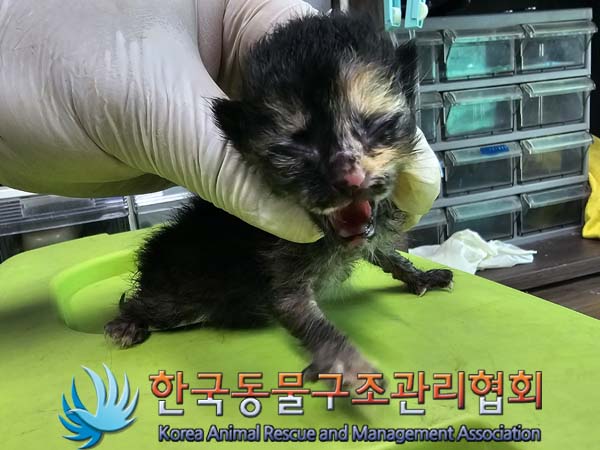 한국동물구조관리협회_441409202400876