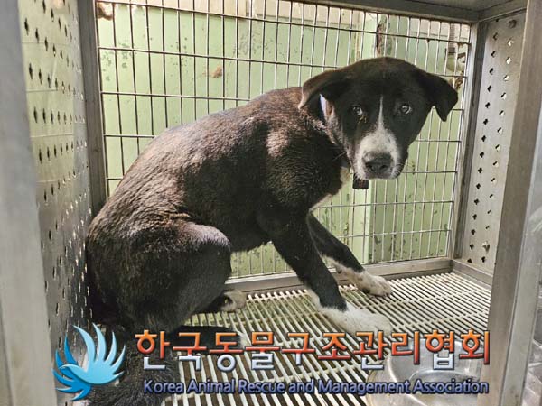 보호중 믹스견의 가…