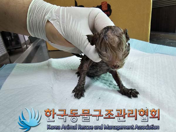종료(자연사) 한국…