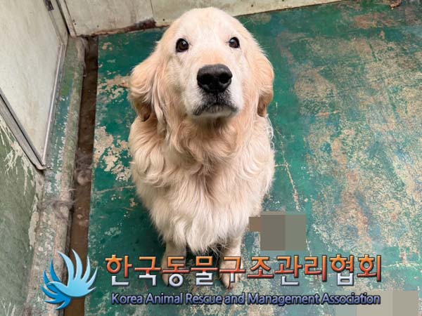 보호중 골든 리트리…