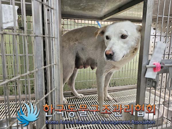 보호중 믹스견의 가…