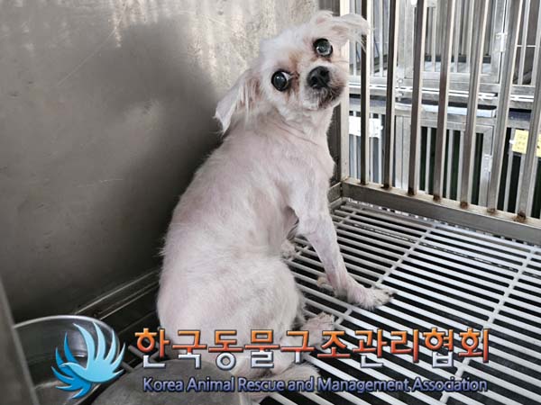 보호중 말티즈의 가…