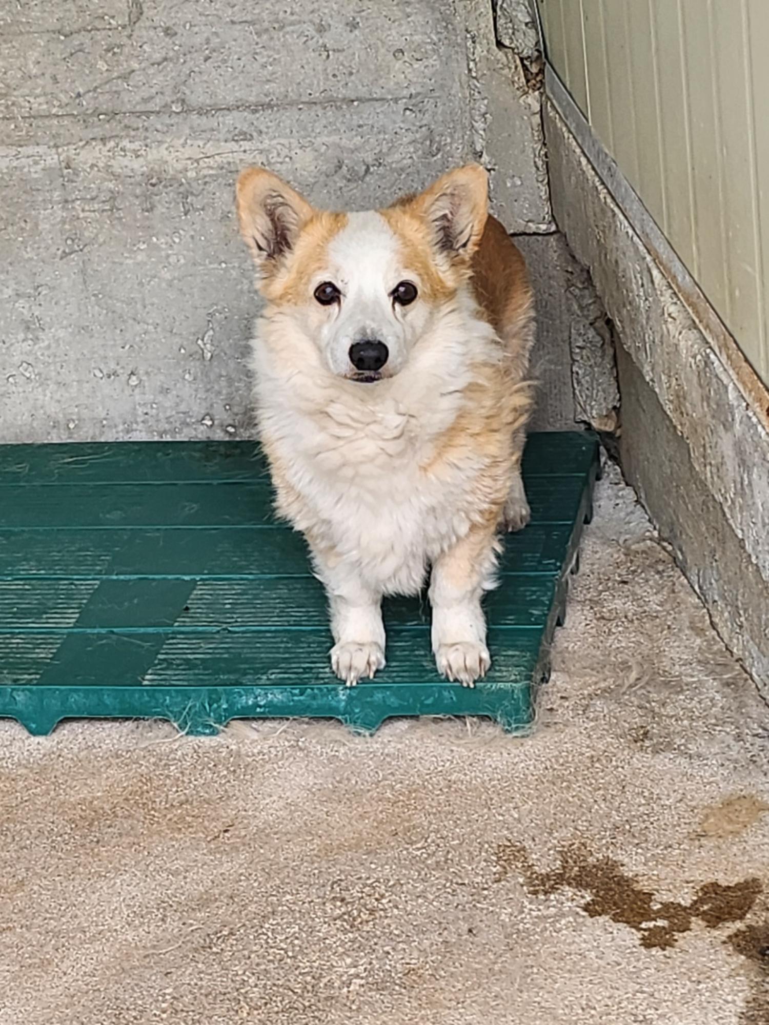 영주시 동물보호센터_447509202400197