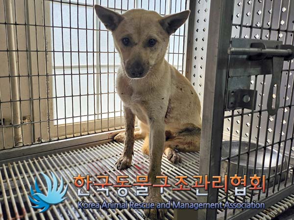 보호중 믹스견의 가…