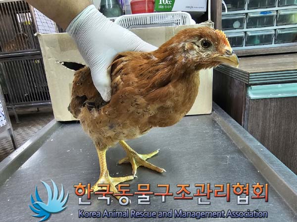 한국동물구조관리협회_411323202400668